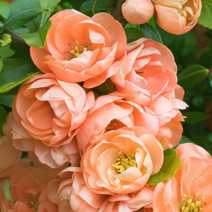 Japanese Quince Peach Rare Flowering Live Plant
