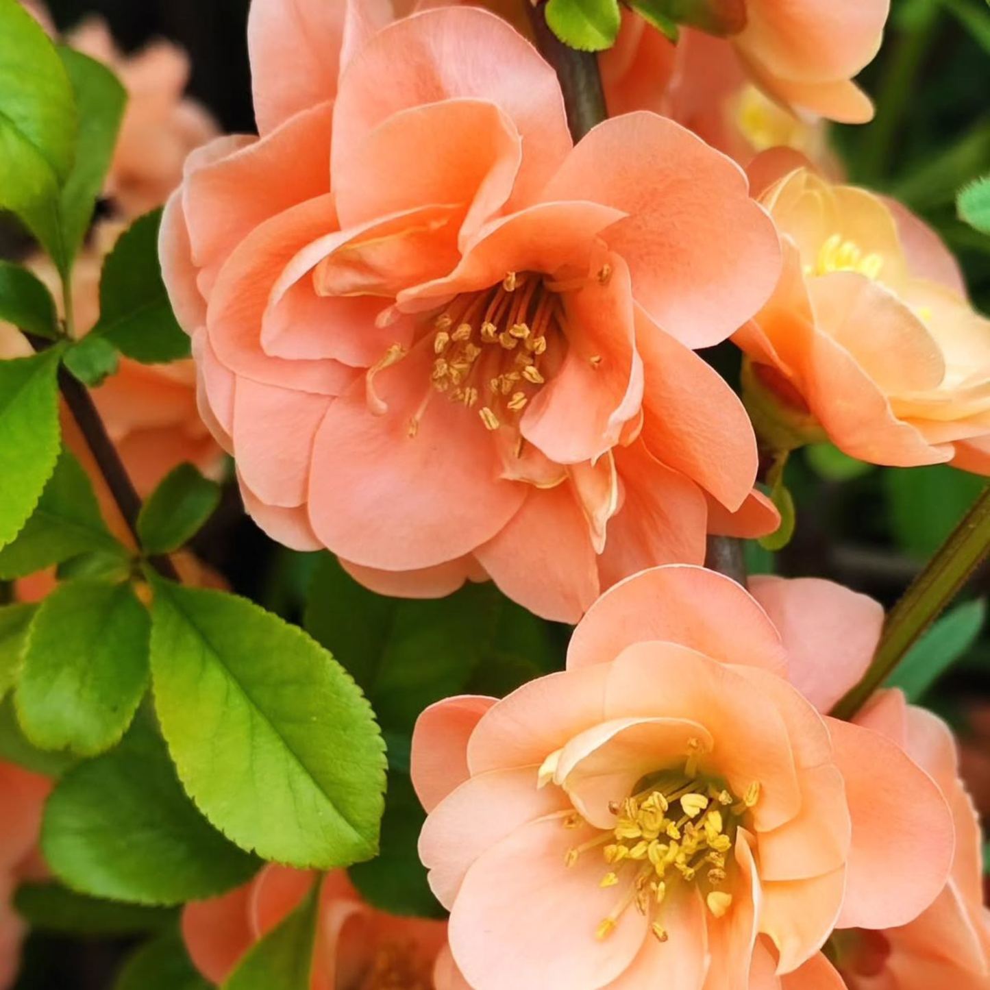Japanese Quince Peach Rare Flowering Live Plant