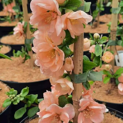 Japanese Quince Peach Rare Flowering Live Plant