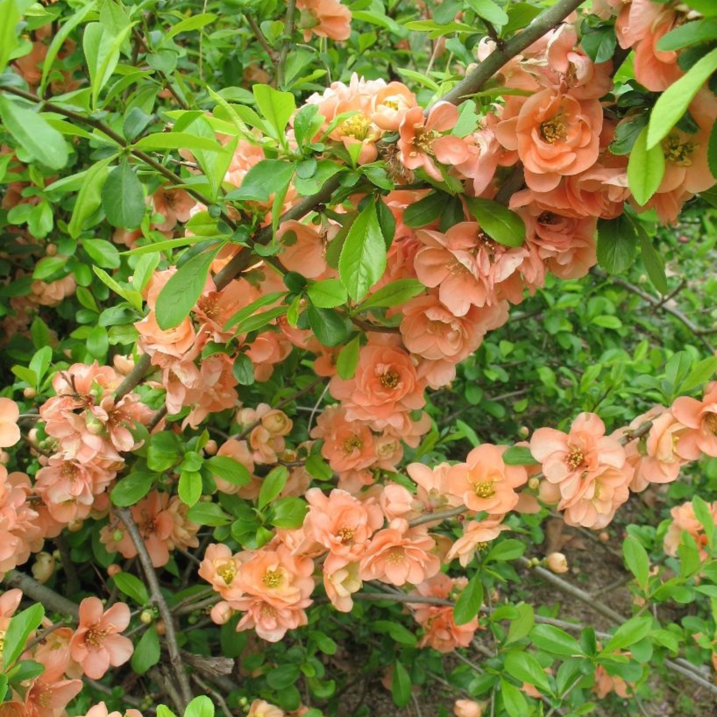 Japanese Quince Peach Rare Flowering Live Plant