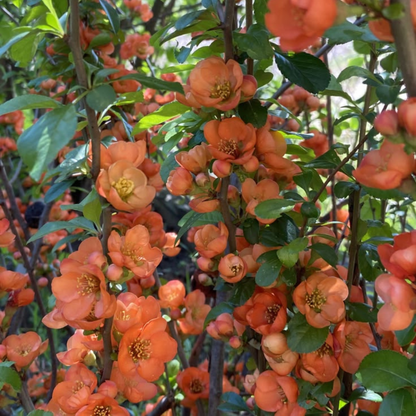 Japanese Quince Peach Rare Flowering Live Plant