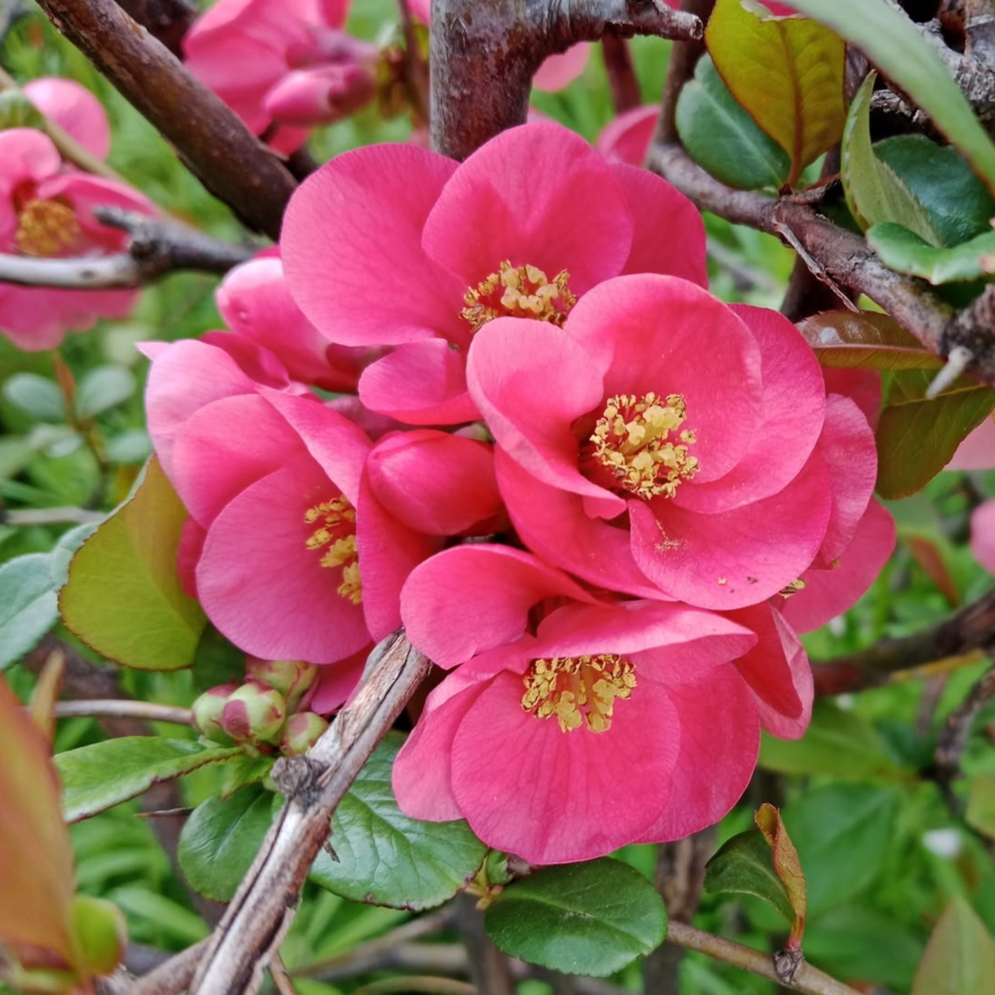 Japanese Quince Pink Rare Flowering Live Plant