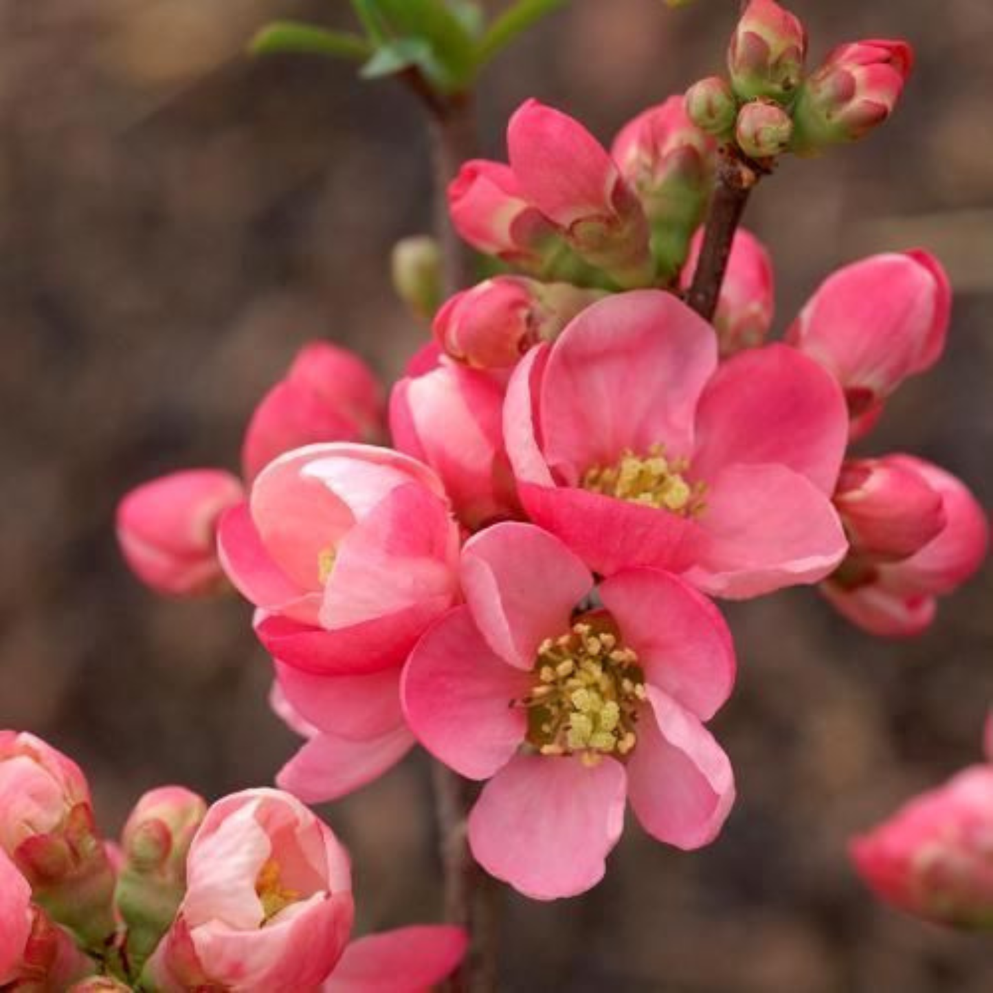 Japanese Quince Pink Rare Flowering Live Plant