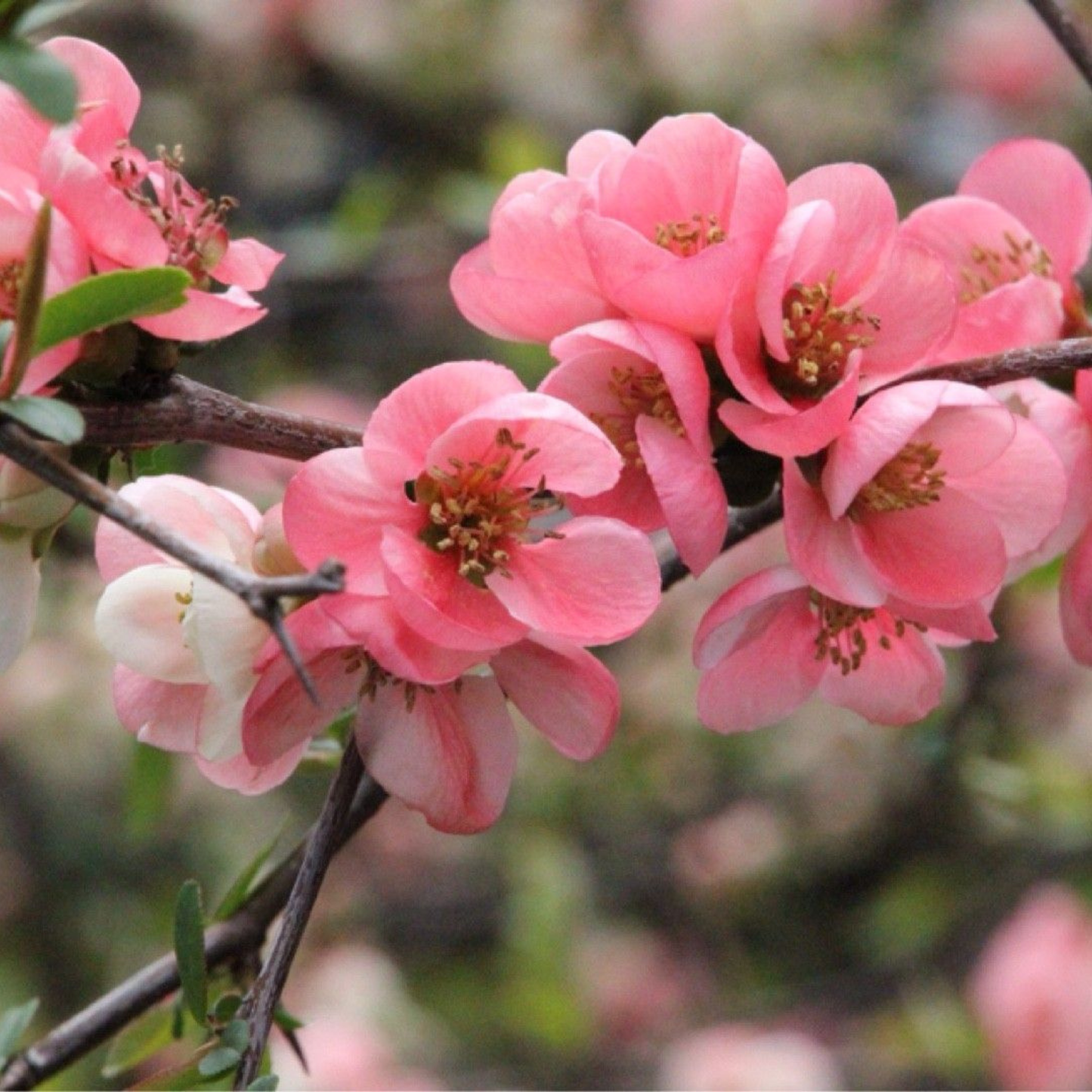 Japanese Quince Pink Rare Flowering Live Plant