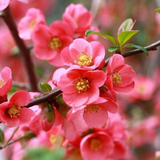 Japanese Quince Pink Rare Flowering Live Plant