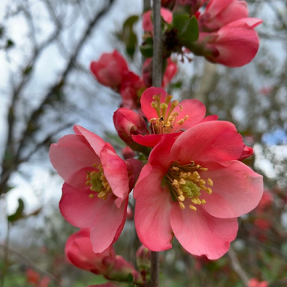 Japanese Quince Pink Rare Flowering Live Plant