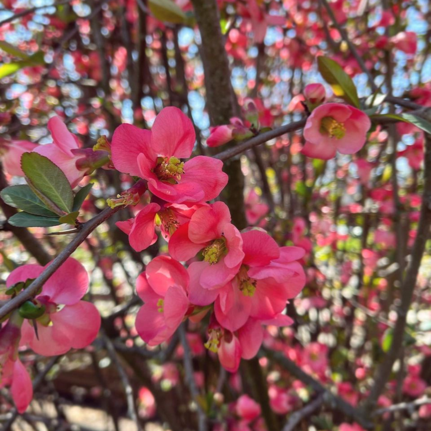 Japanese Quince Pink Rare Flowering Live Plant