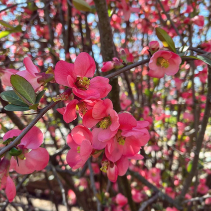 Japanese Quince Pink Rare Flowering Live Plant
