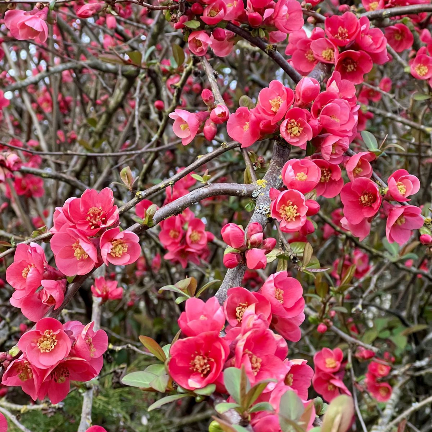 Japanese Quince Pink Rare Flowering Live Plant