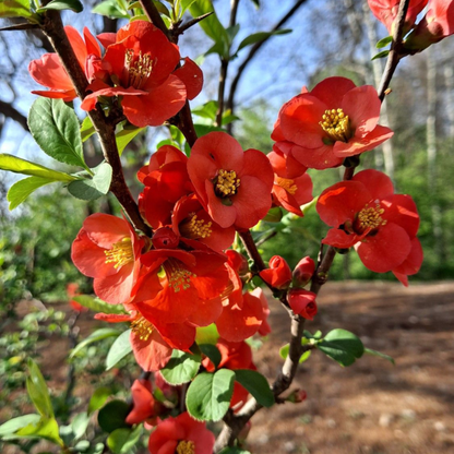 Japanese Quince Red Rare Flowering Live Plant