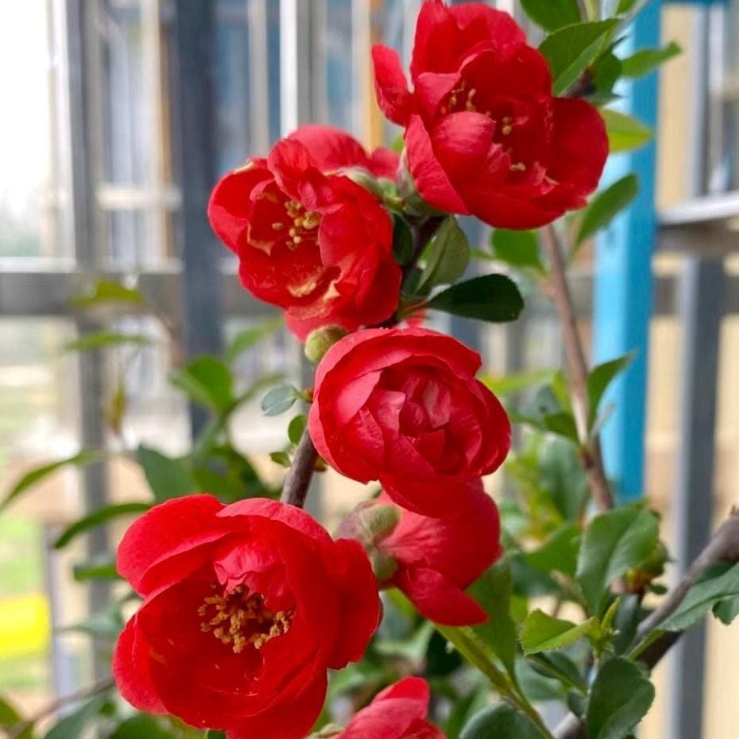Japanese Quince Red Rare Flowering Live Plant