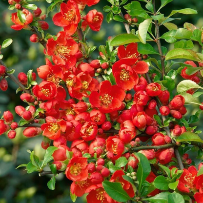 Japanese Quince Red Rare Flowering Live Plant