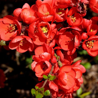 Japanese Quince Red Rare Flowering Live Plant