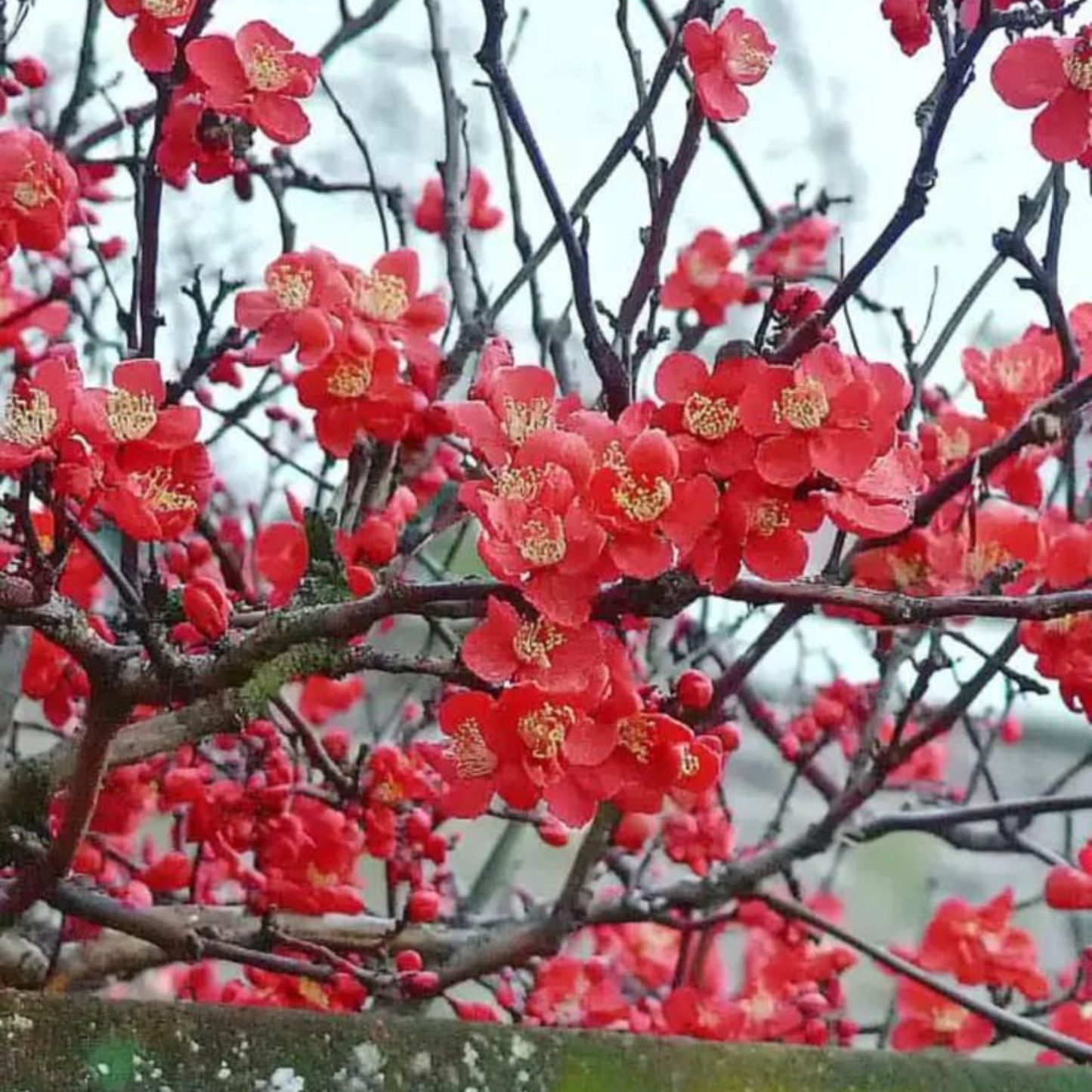 Japanese Quince Red Rare Flowering Live Plant
