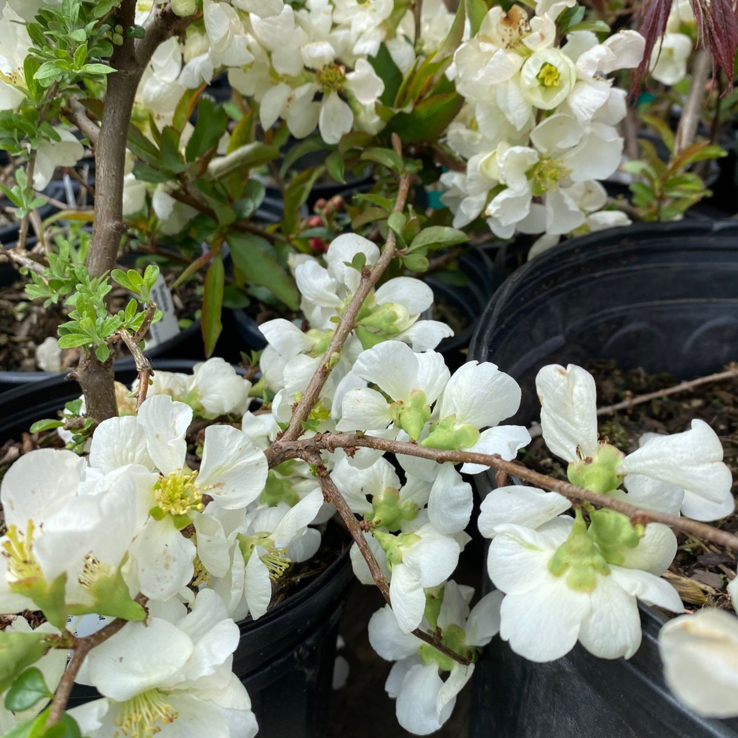 Japanese Quince White Rare Flowering Live Plant