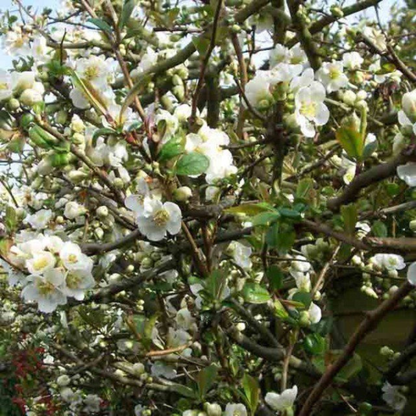 Japanese Quince White Rare Flowering Live Plant