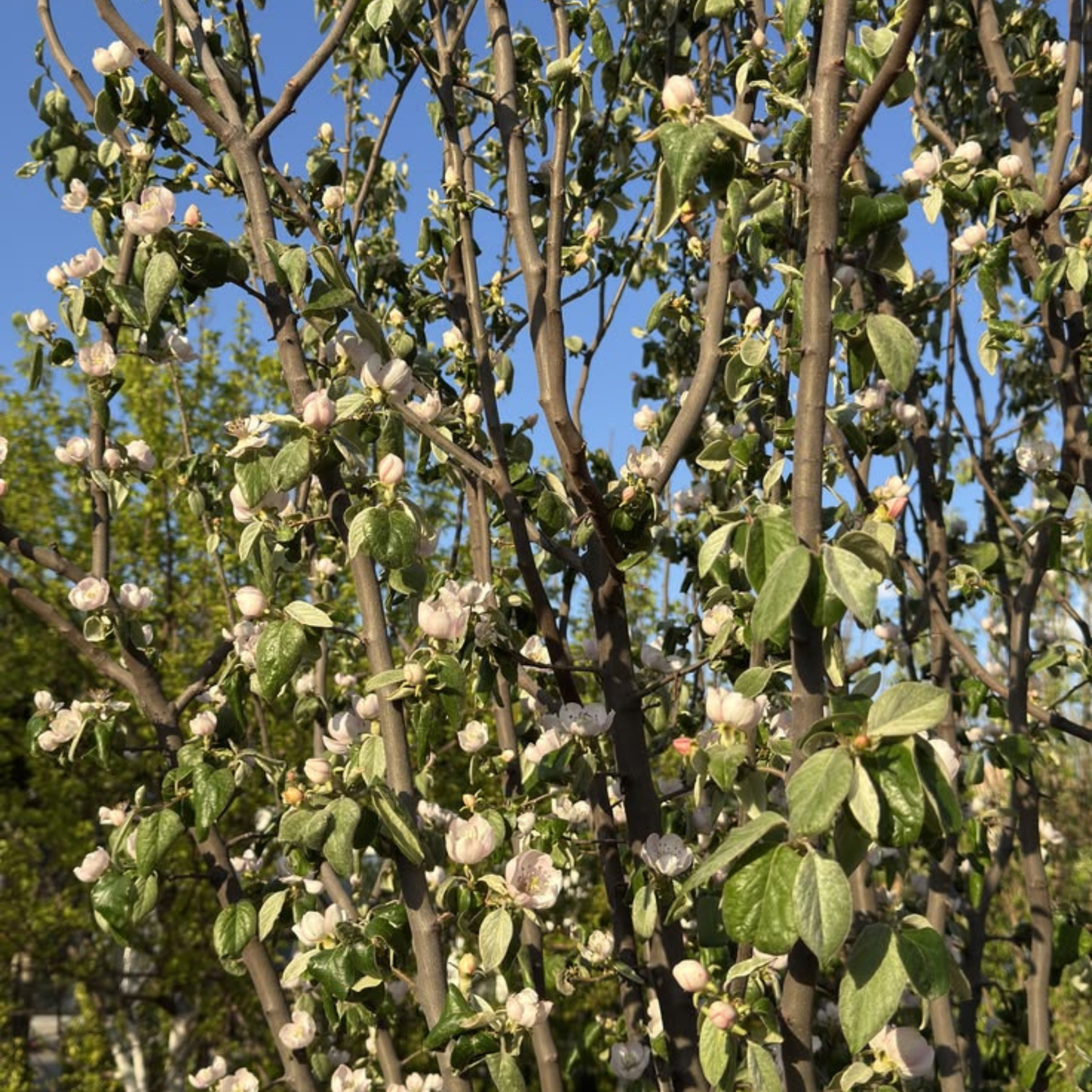 Japanese Quince White Rare Flowering Live Plant