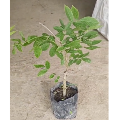 Japanese Pink Wisteria (Wisteria floribunda) Rare Fragrant Flowering Live Plant