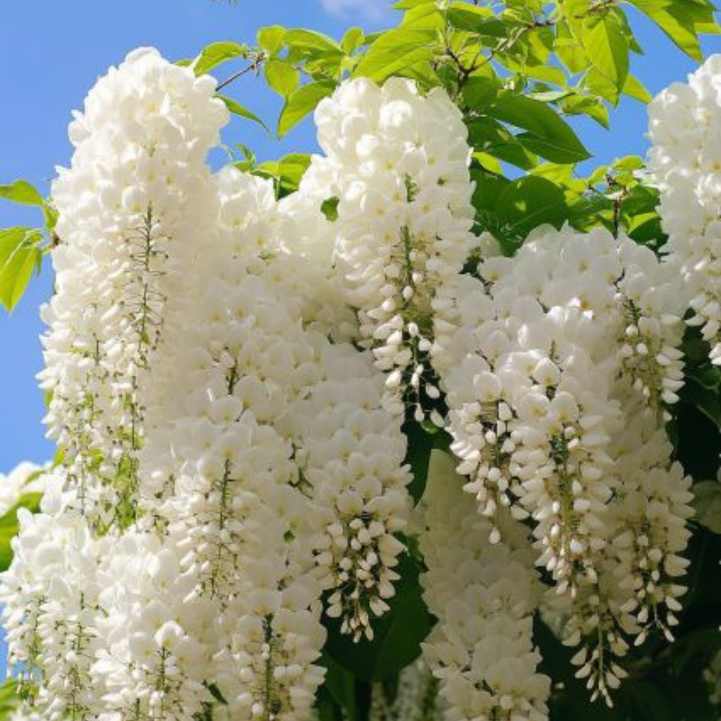 Japanese white Wisteria (Wisteria floribunda) Rare Fragrant Flowering Live Plant