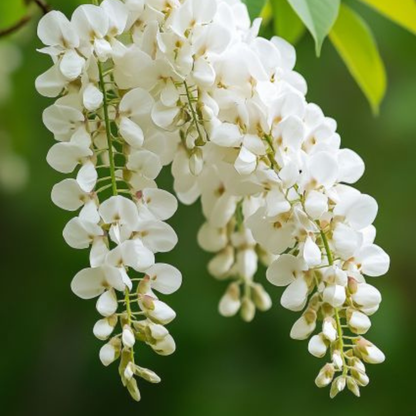 Japanese white Wisteria (Wisteria floribunda) Rare Fragrant Flowering Live Plant