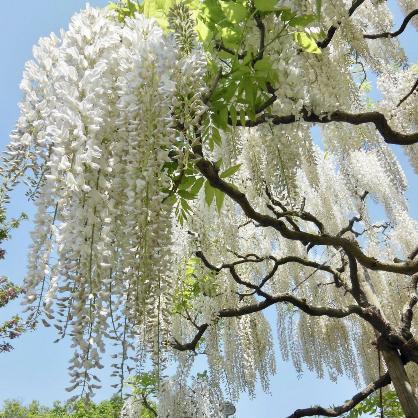 Japanese white Wisteria (Wisteria floribunda) Rare Fragrant Flowering Live Plant