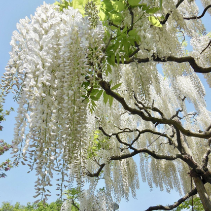 Japanese white Wisteria (Wisteria floribunda) Rare Fragrant Flowering Live Plant