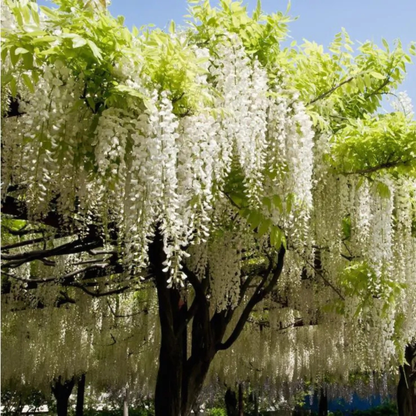 Japanese white Wisteria (Wisteria floribunda) Rare Fragrant Flowering Live Plant