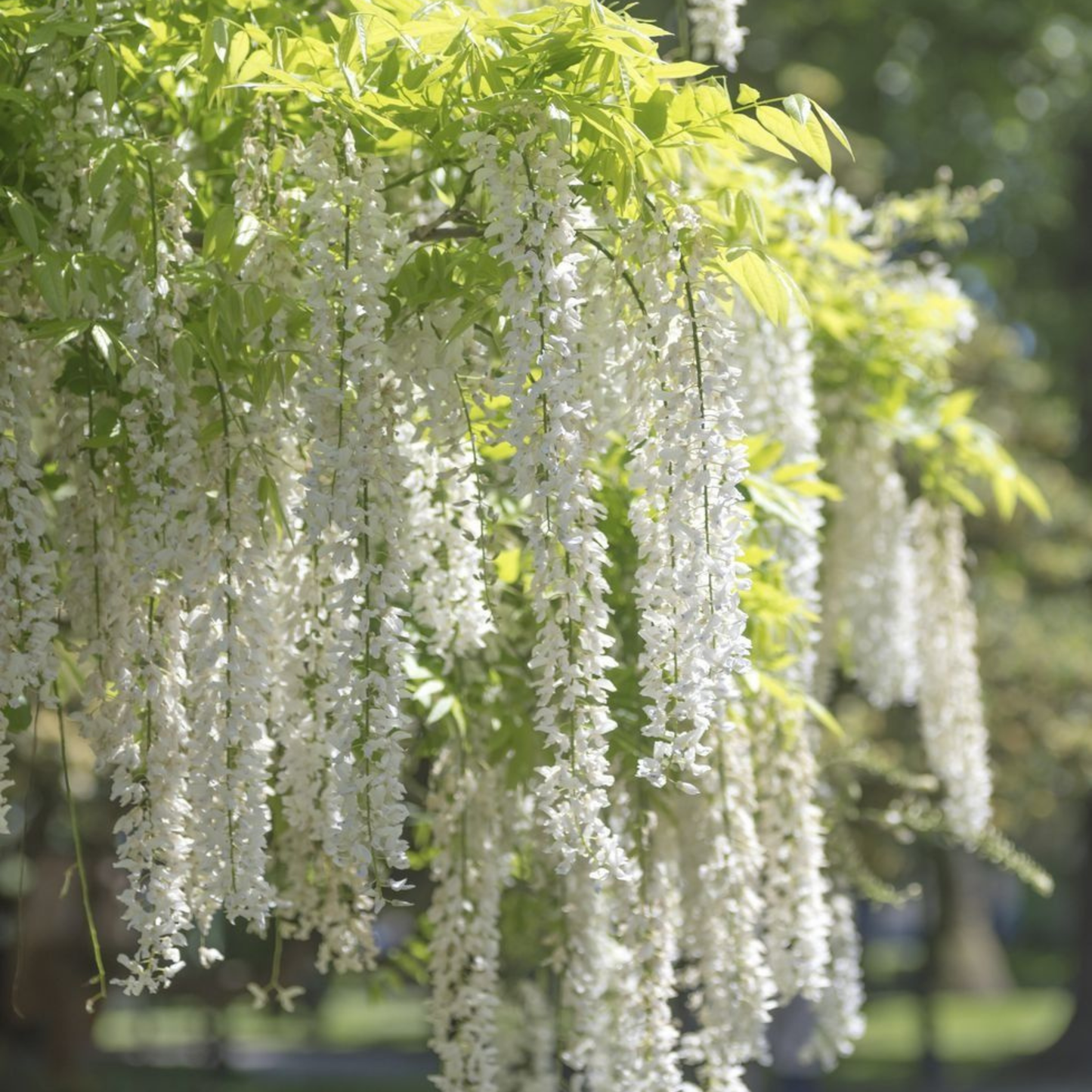 Japanese white Wisteria (Wisteria floribunda) Rare Fragrant Flowering Live Plant