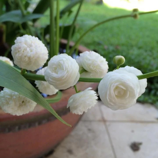Japonica Sagttaria Aquarium Live Plant