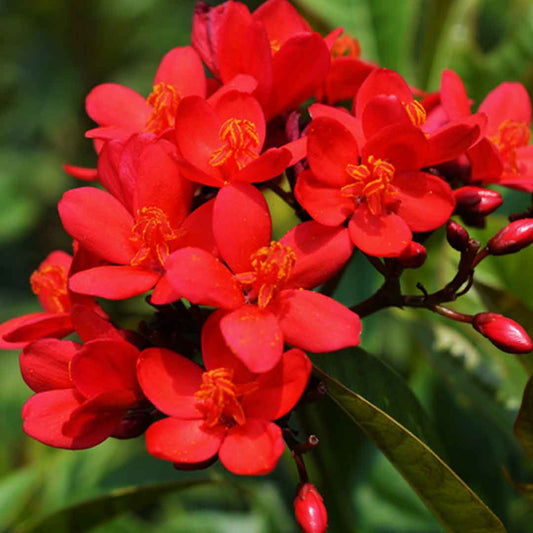 Jatropha (Nettlespurge) All Time Flowering Live Plant