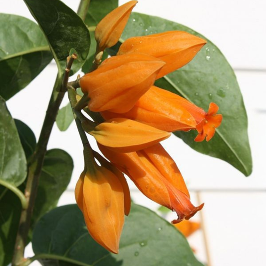 Juanulloa Mexicana Rare All Time Flowering Live Plant