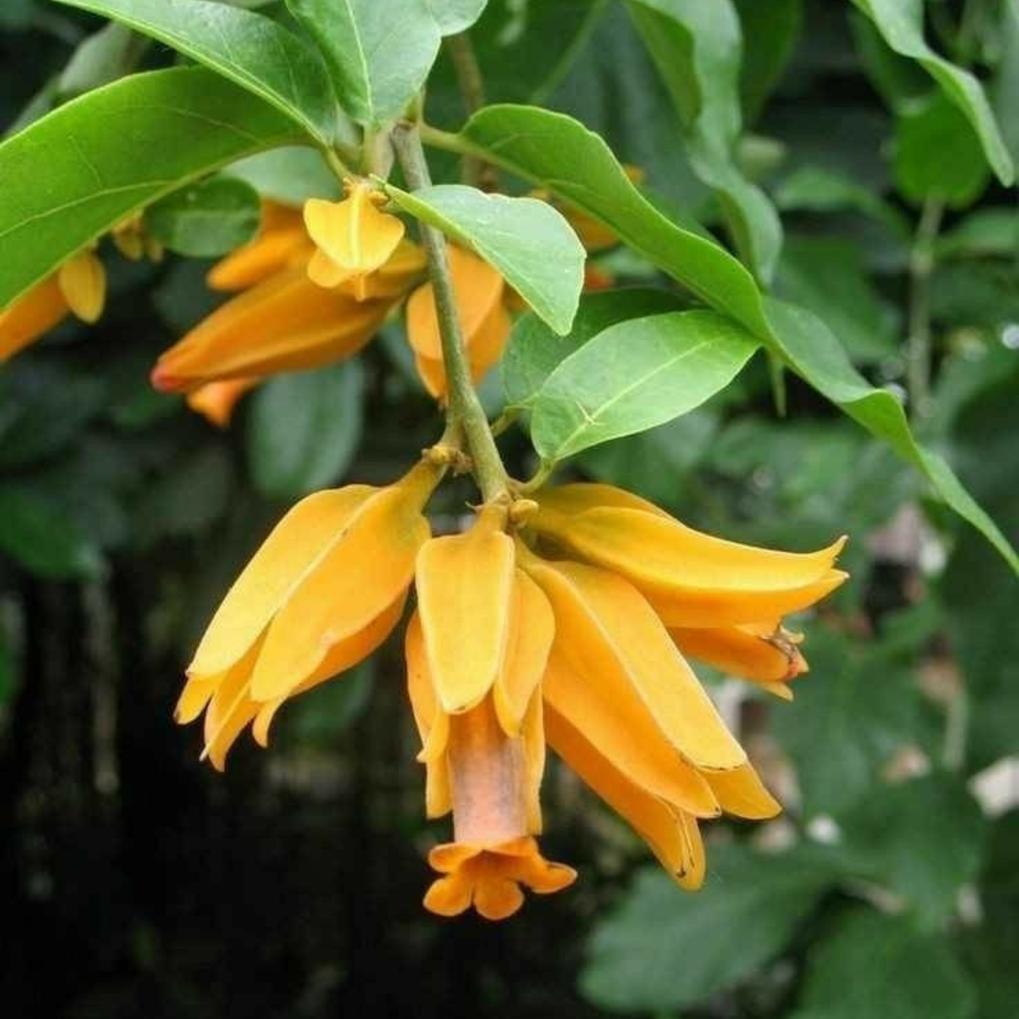 Juanulloa Mexicana Rare All Time Flowering Live Plant