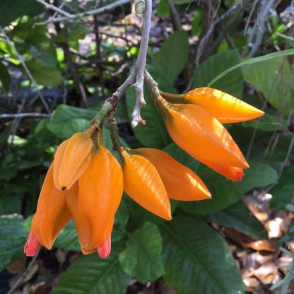Juanulloa Mexicana Rare All Time Flowering Live Plant