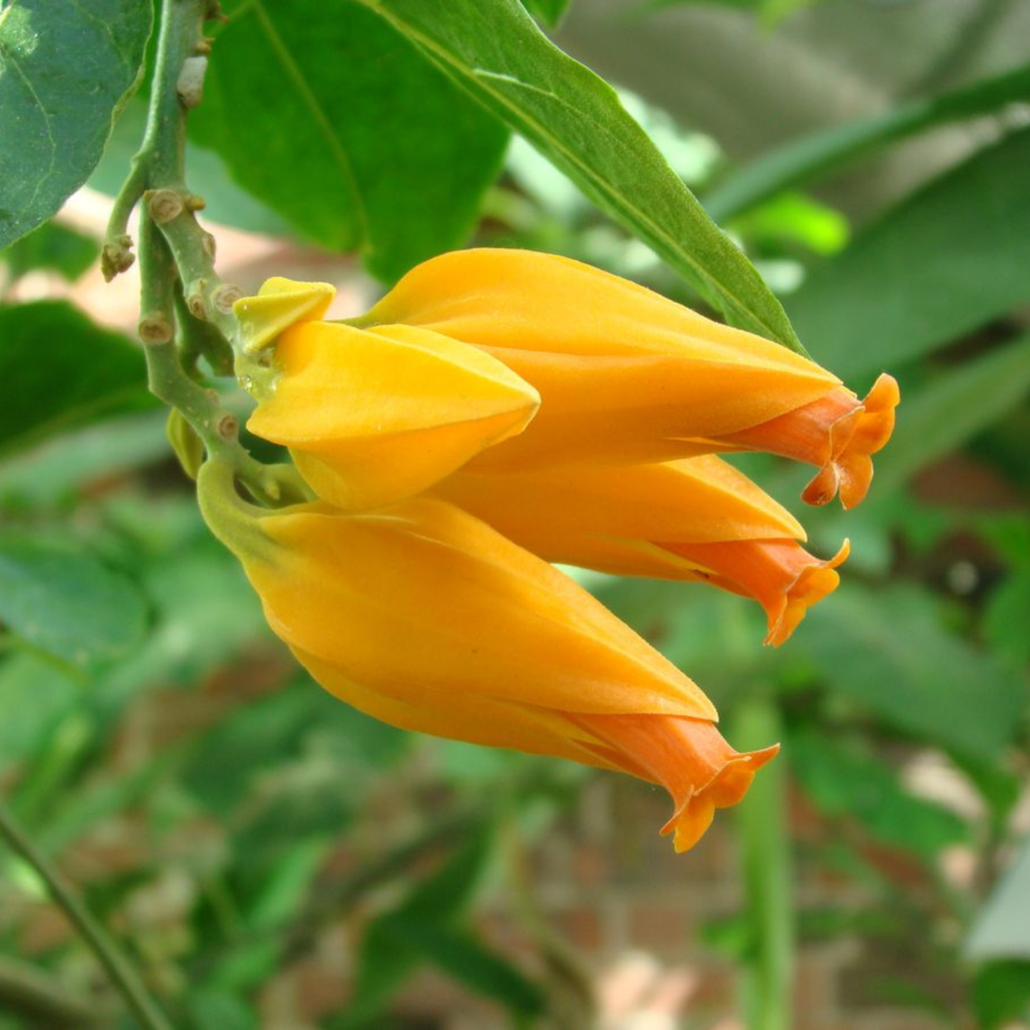 Juanulloa Mexicana Rare All Time Flowering Live Plant