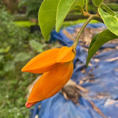Juanulloa Mexicana Rare All Time Flowering Live Plant