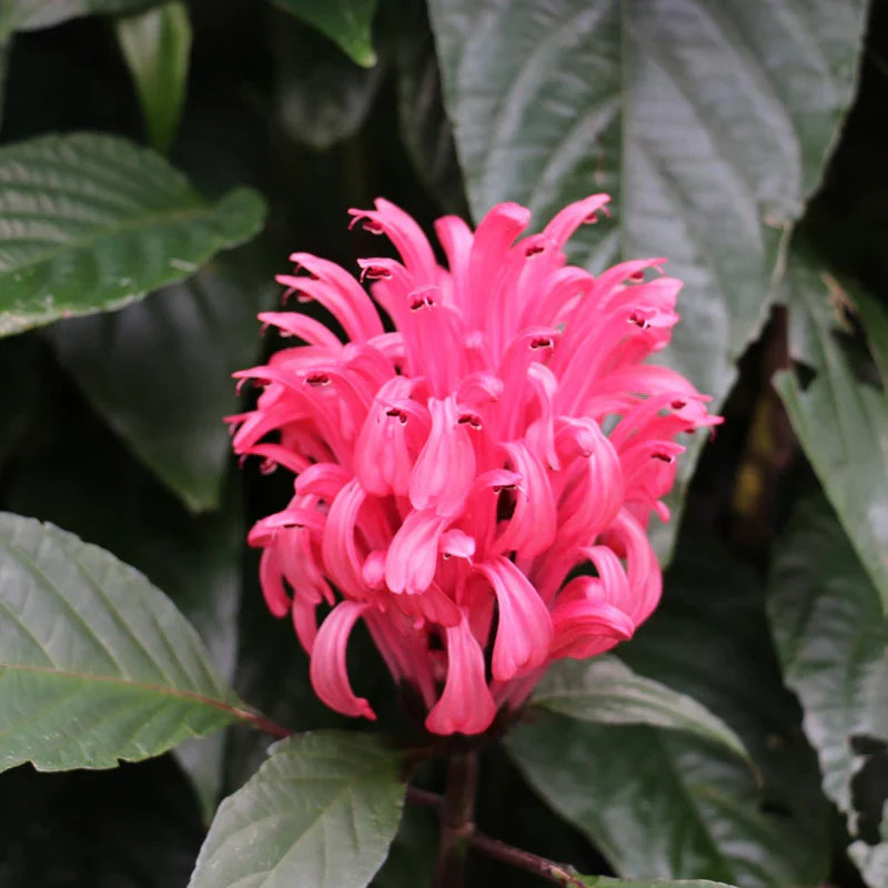 Jacobina All Time Flowering Live Plants (Pack of 3) Red, Pink and Yellow