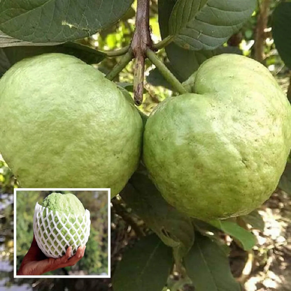 KG Big Size Guava (Amrood) Rare Live Fruit Plant