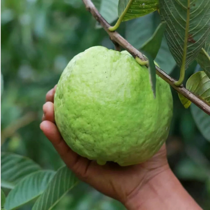 KG Big Size Guava (Amrood) Rare Live Fruit Plant