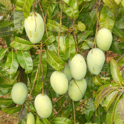 Kalluketty Mango (Mangifera indica) Grafted Live Fruit Plant