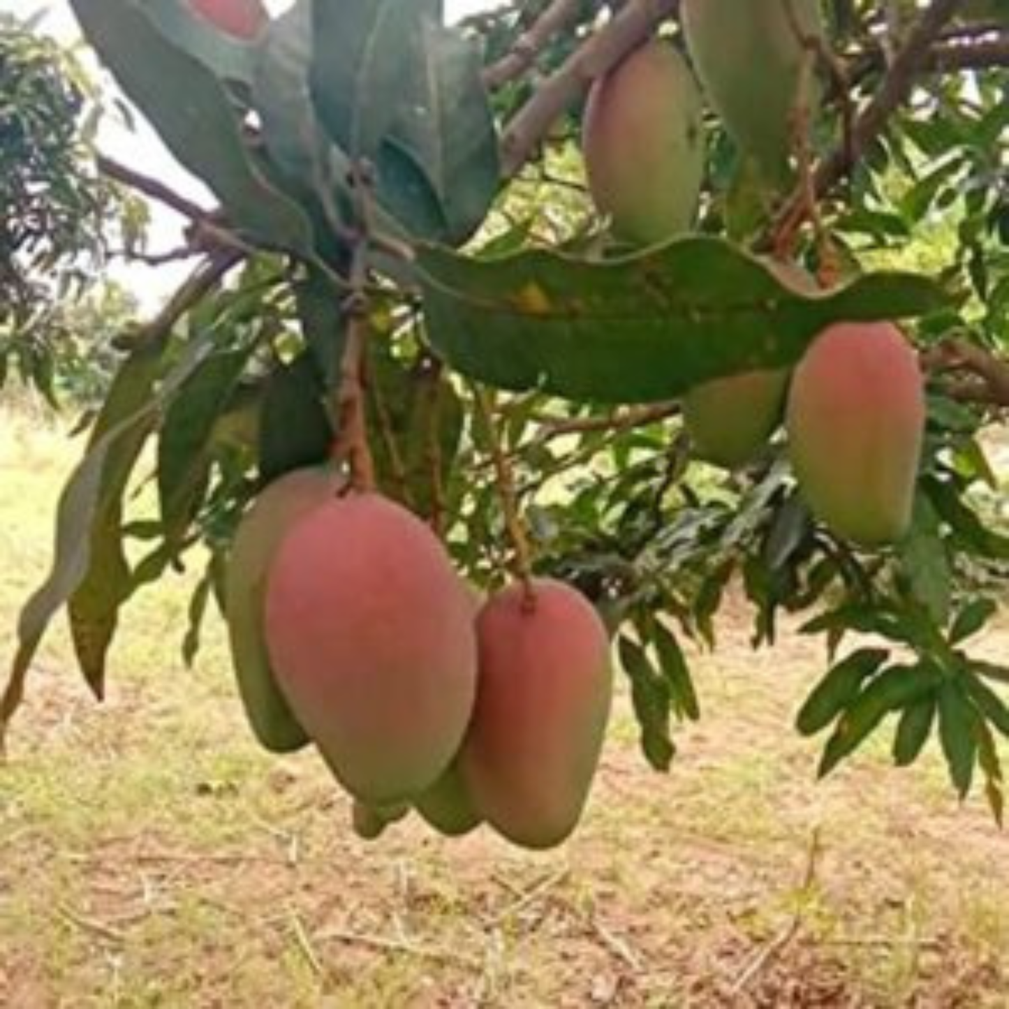 Karpooram Mango Grafted Live Fruit Plant