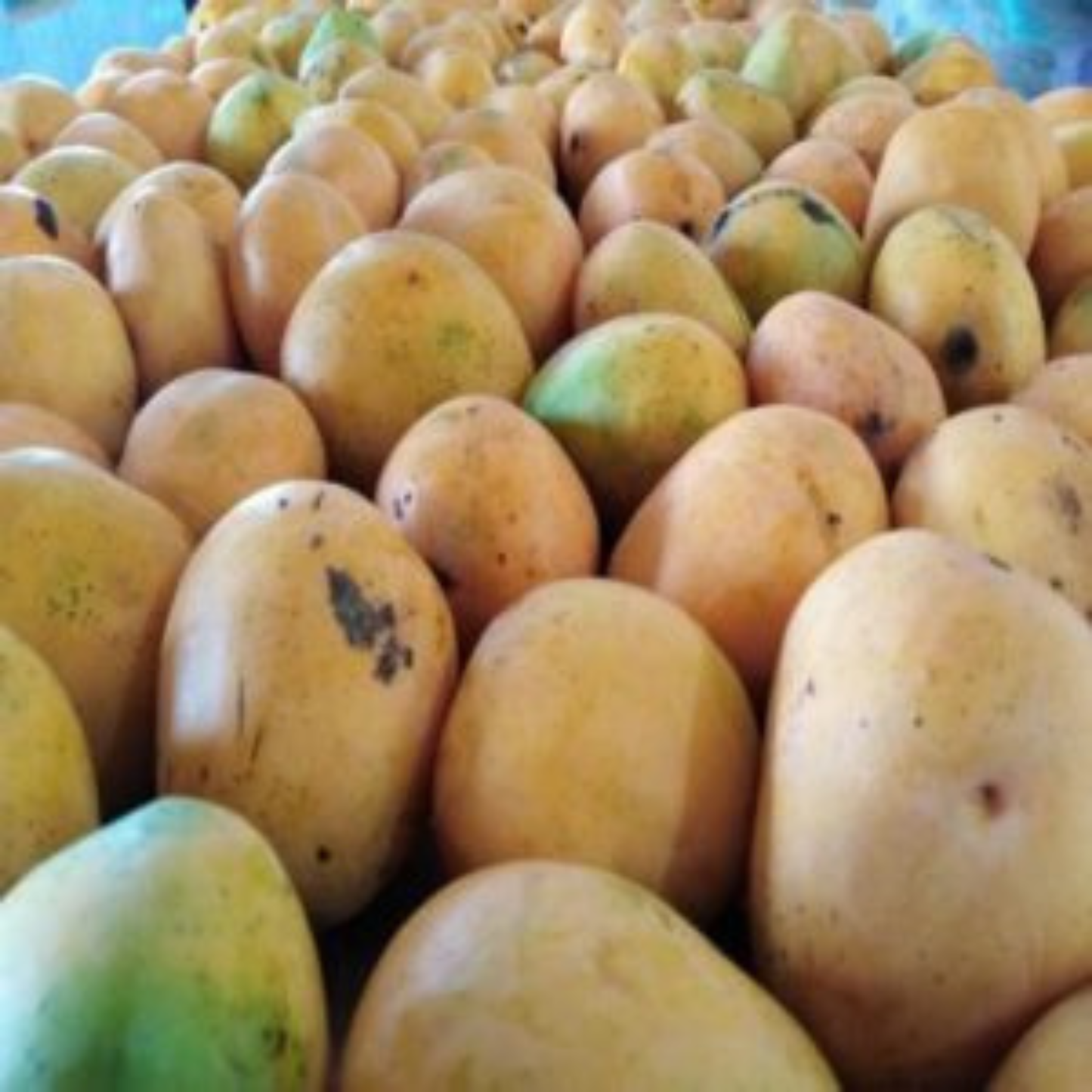 Karpooram Mango Grafted Live Fruit Plant