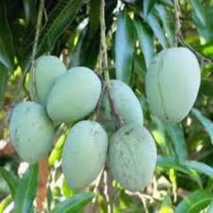Karpooram Mango Grafted Live Fruit Plant
