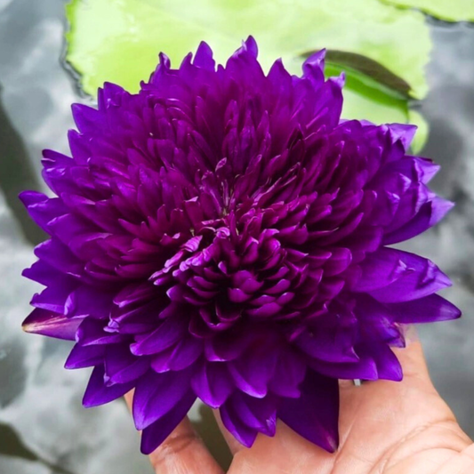 Kodcha Rare Tropical Waterlily – Sprouted Tuber | Deep Purple Double Bloom