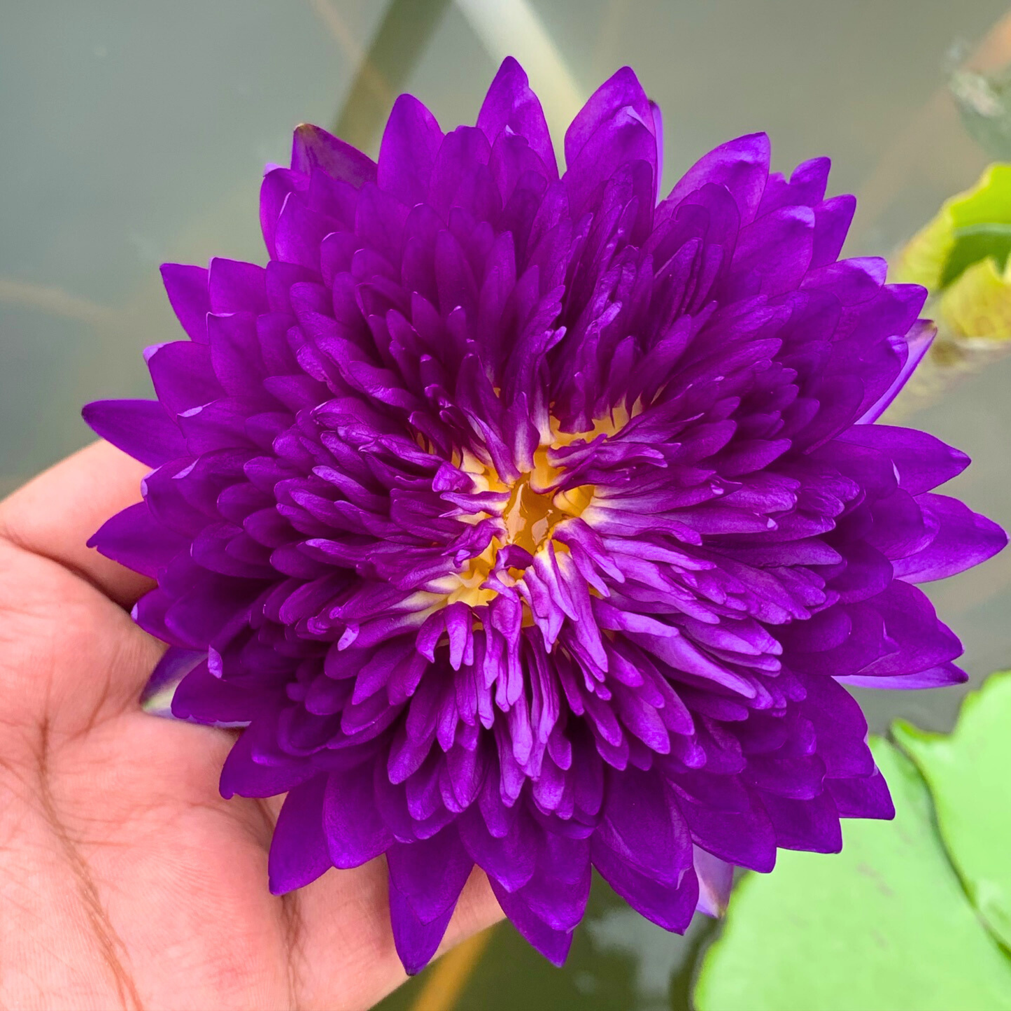 Kodcha Rare Tropical Waterlily – Sprouted Tuber | Deep Purple Double Bloom