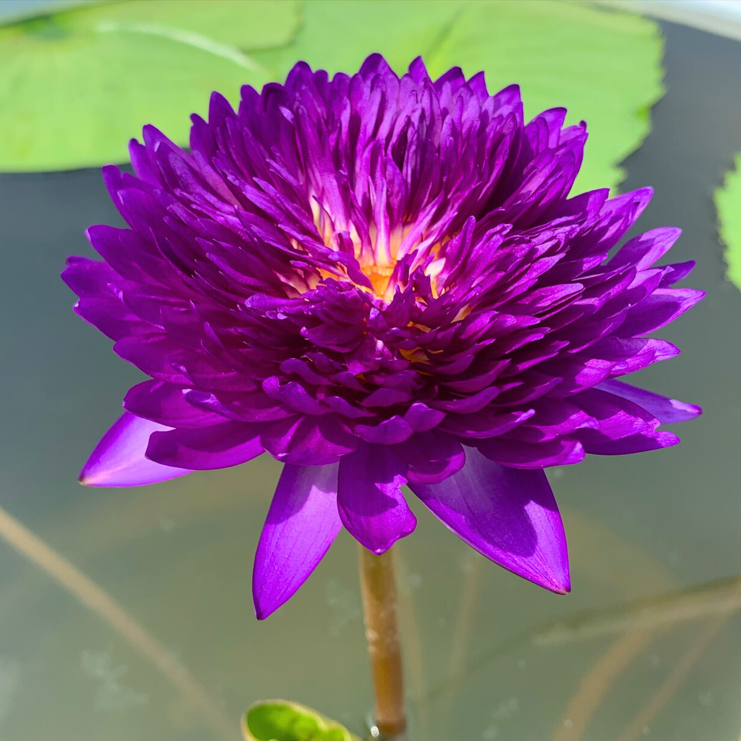 Kodcha Rare Tropical Waterlily – Sprouted Tuber | Deep Purple Double Bloom