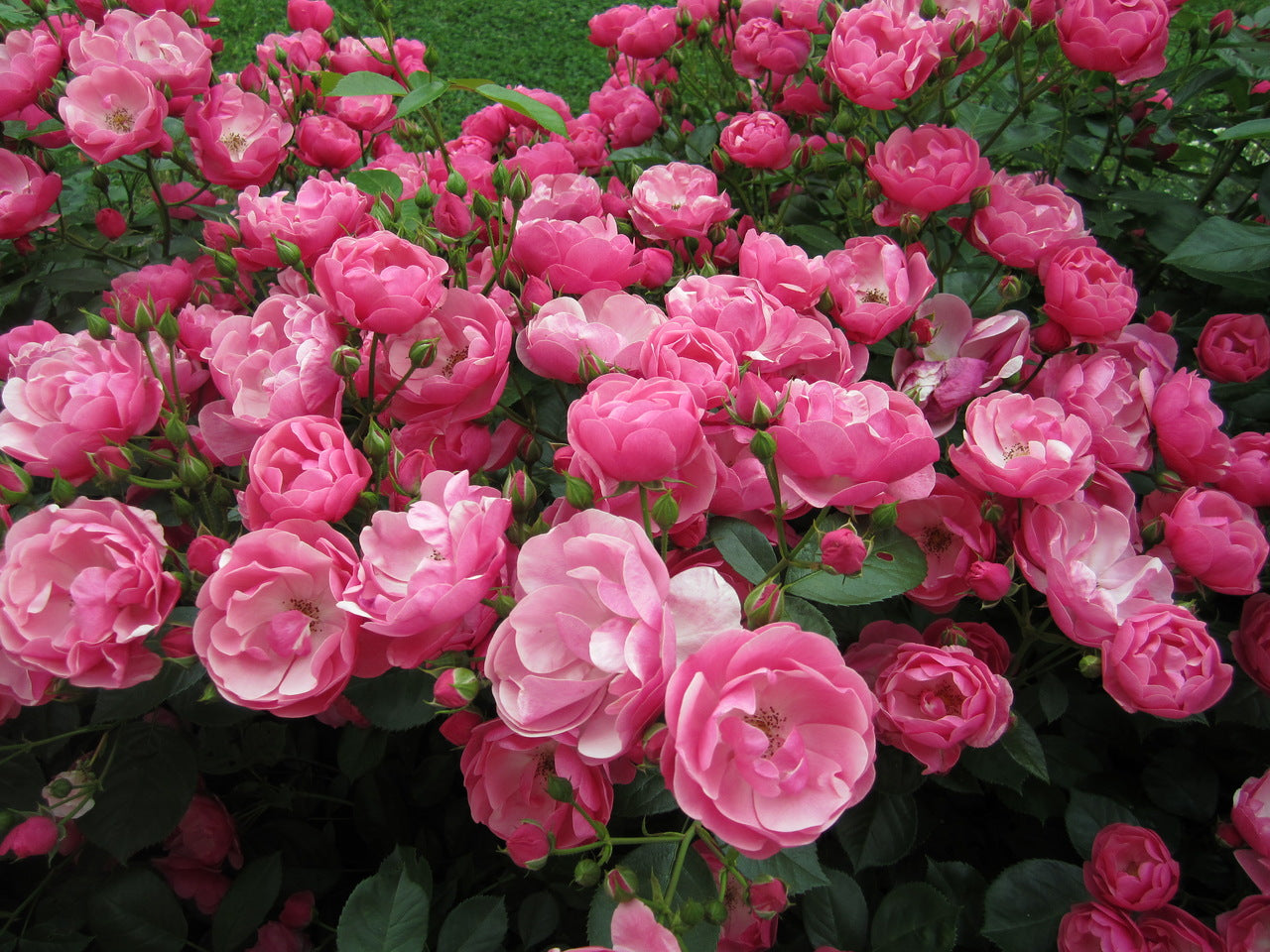 Fragrant Angela Climbing Rose Live Plant