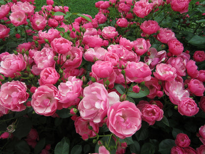 Fragrant Angela Climbing Rose Live Plant