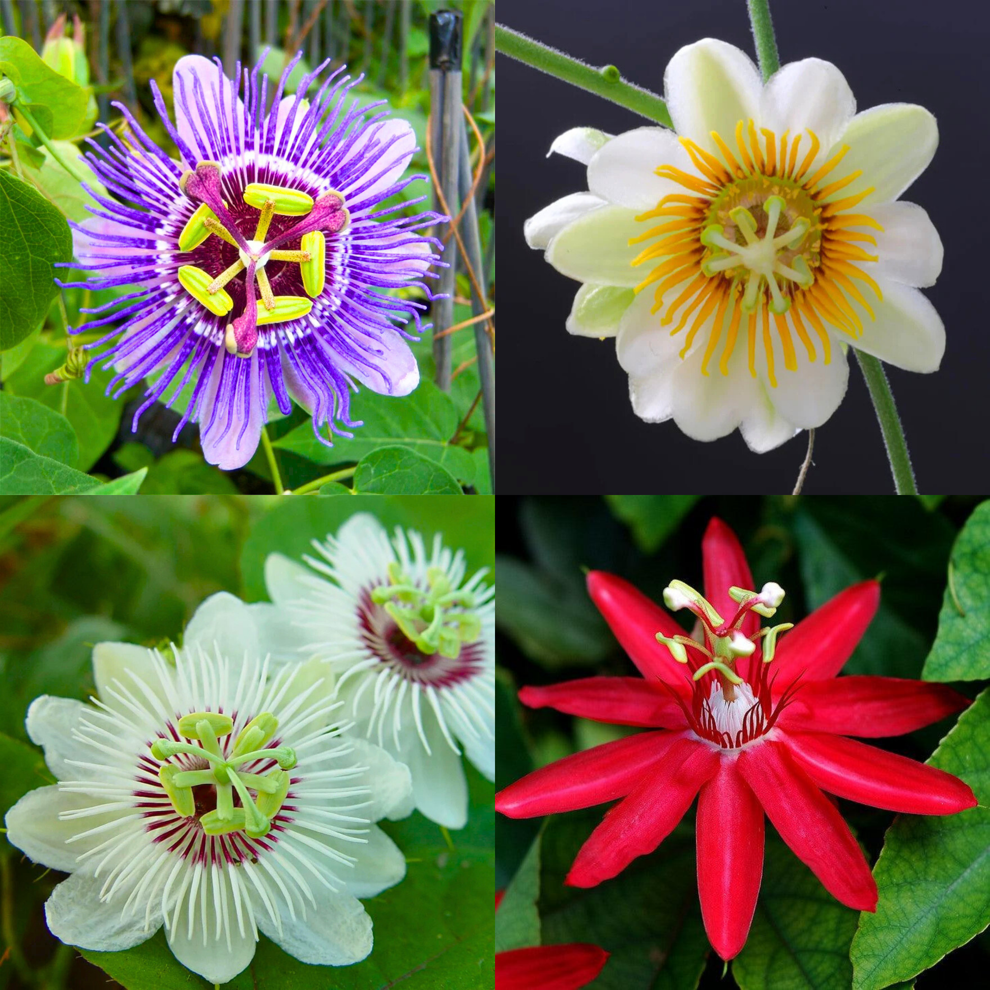 krishna kamal plant seeds Buy Krishna Kamal Flowering Plants Combo