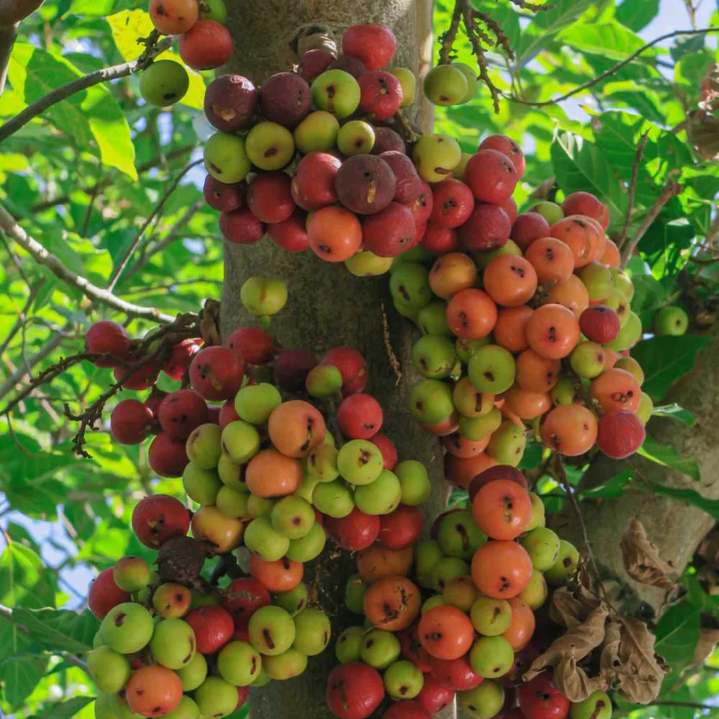 Krittika Nakshatra Tree – Athi Maram (Country Fig) Live Plant