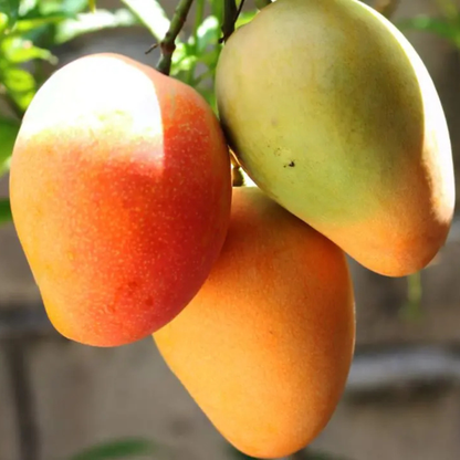 Kuttiattoor Mango Grafted Live Plant